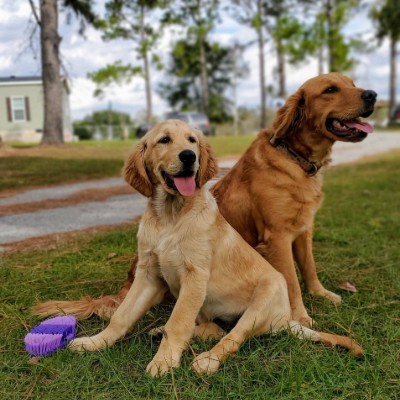Shady Pines Golden Retrievers