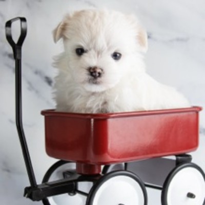 ROYAL PUPPY LOVE