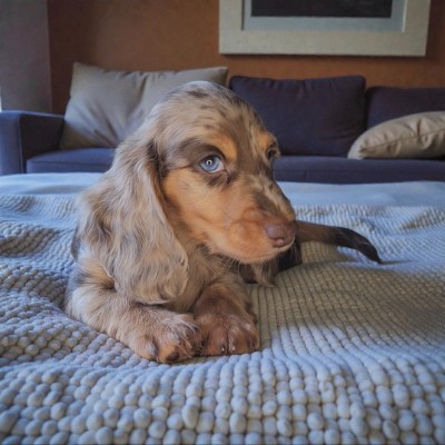 SJs Dachshunds breeder profile photo