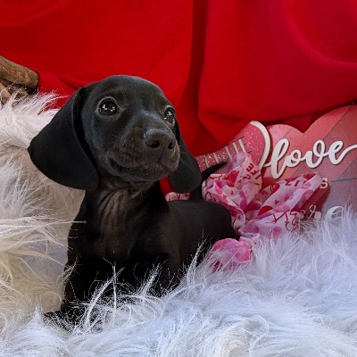 From Our Heart Kennel