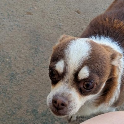 Our Lil Friends breeder profile photo
