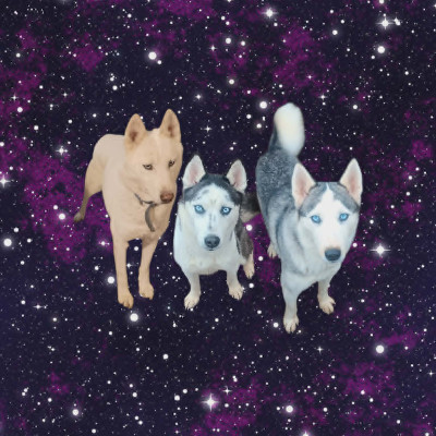 Warburton's Heavenly Kennels