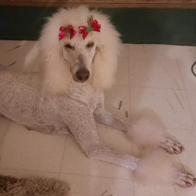 Divine Poodles and Doodles breeder profile photo