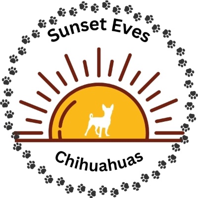 Sunset Eves Chihuahuas breeder profile photo