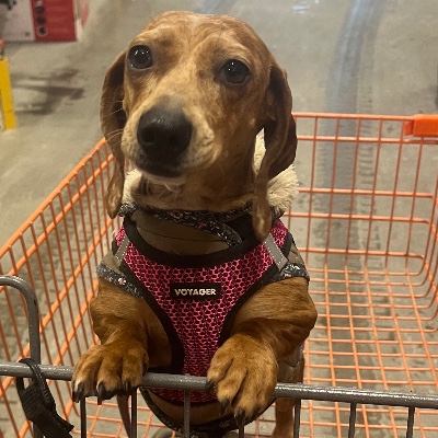 Audet's Mini Dachshunds