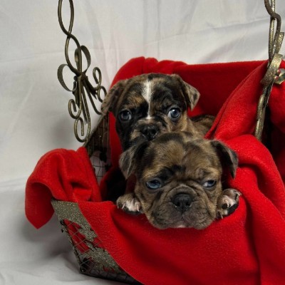 North Countrys Lil Pawz