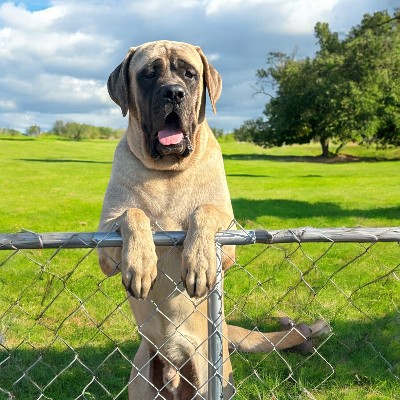 MLJ Mastiffs breeder profile photo