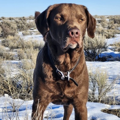 LivingSkies & Whispering Rain Chesapeake Bay Retrievers