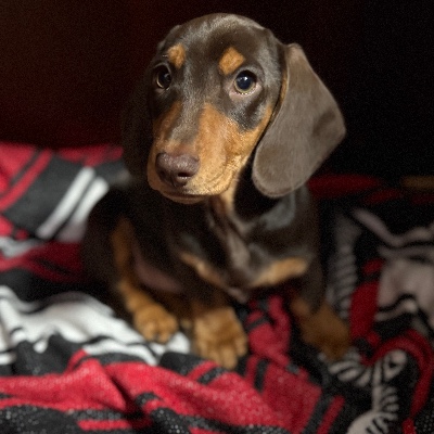 Magic Eagle Miniature Dachshunds