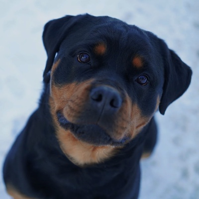 Von Stoisch Rottweilers