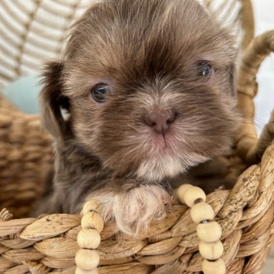 Trinity Shihtzu