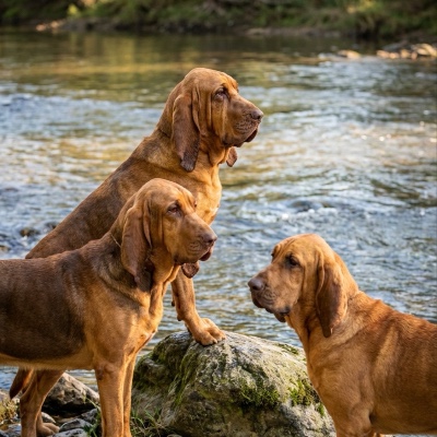 River Run Bloodhounds
