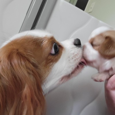 Timber Crest Cavaliers