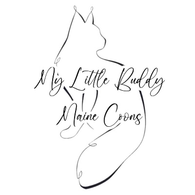 My Little Buddy Maine Coons LLC breeder profile photo