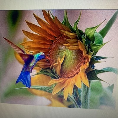 Puppies of Hummingbird Fields