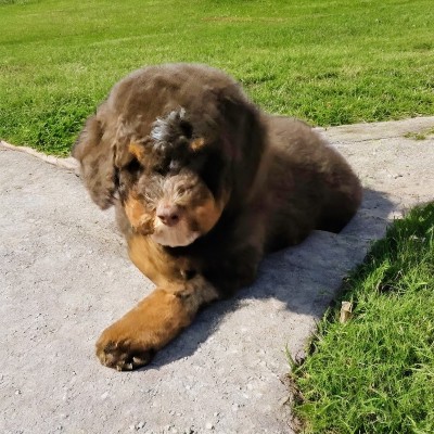 Sutton Place Doodles