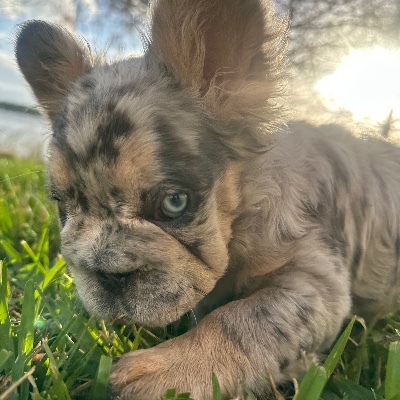 Highlands House of Frenchies