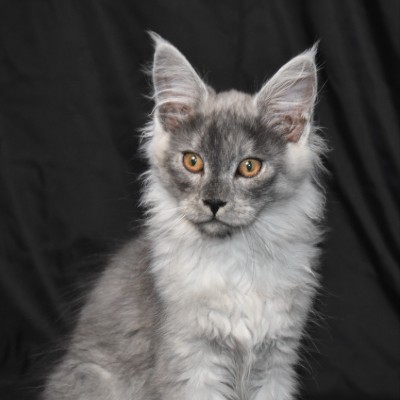Topazicatz Maine Coons