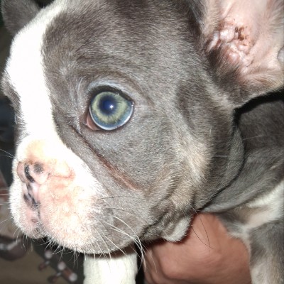 A&BFOREVER FRENCHIES