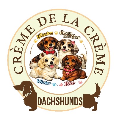 Creme de la Creme Dachshunds