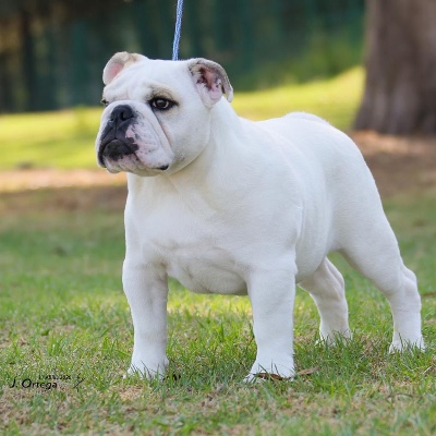 Hermosisimo Lucero KNLS LLC