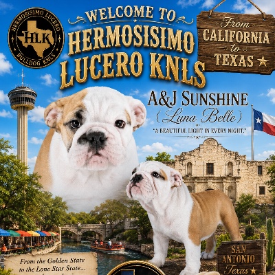 Hermosisimo Lucero KNLS LLC breeder profile photo