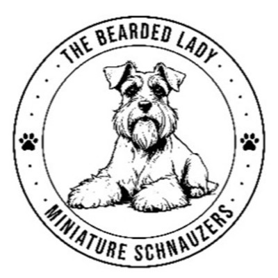 The Bearded Lady Miniature Schnauzers