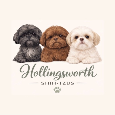 Hollingsworth Shih Tzus