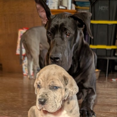 Collins Heavenly Danes