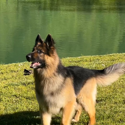 Von Frieden German Shepherds LLC