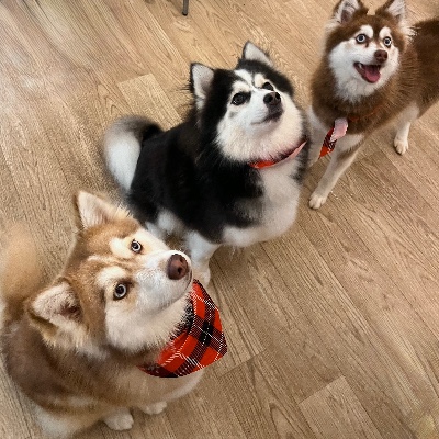 Hemlock Pines Pomsky