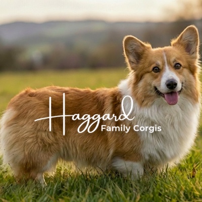 Haggard Family Corgis