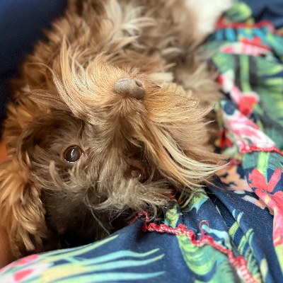 Schnauzers Of Taylor