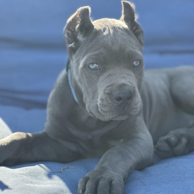 Mystic Mountain Cane Corso