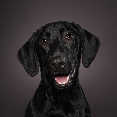 Fowl Behavior Retrievers