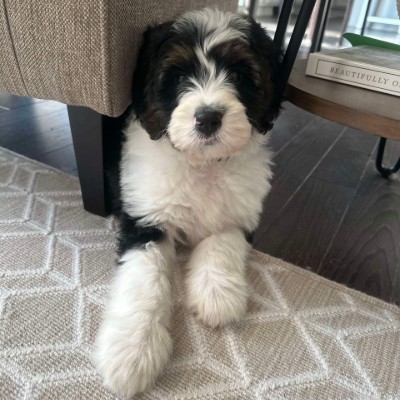 3 King Doodles & Poodles