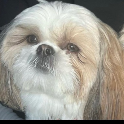 Little Miracles Shih Tzu