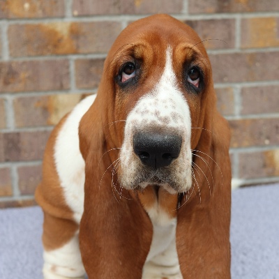 Maple Street Bassets & Thunder Road Maine Coons