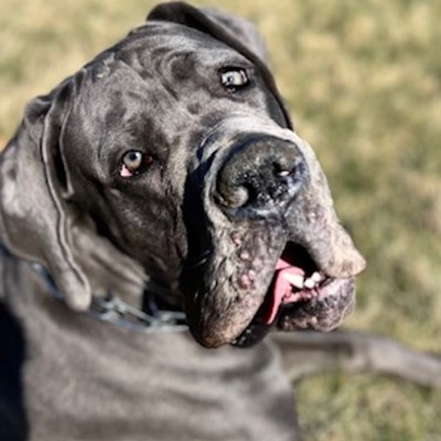 BkB’s House of Danes